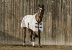derka-siatkowa-equi-theme