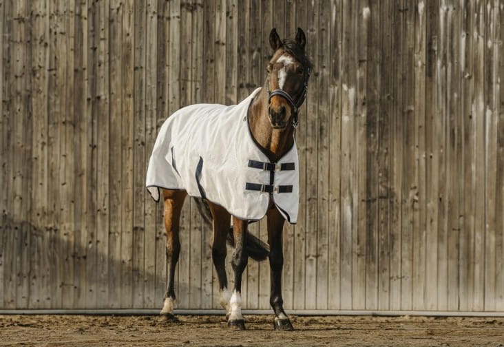 derka-siatkowa-equi-theme