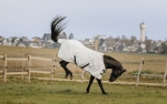 derka-siatkowa-equi-theme
