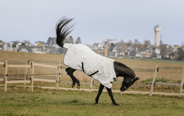 derka-siatkowa-equi-theme