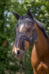 Maska przeciw owadom Equi Theme "Franges"
