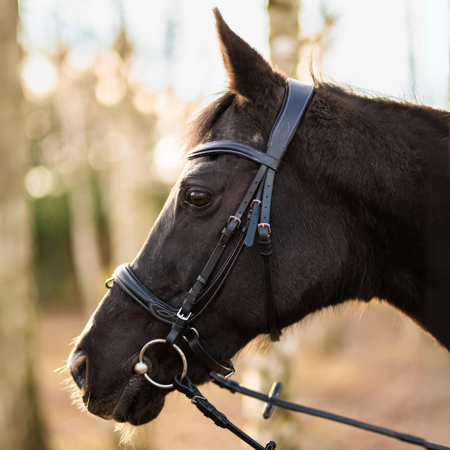 Horsenjoy-oglowie-anatomiczne-Anatomic