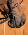 75_072c8fd402-baucher-titan-full.webp