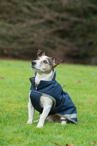 bucas-freedom-dog-rug-derka-dla-psa-granat.jpg