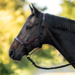 Kantar Busse "Marilia"