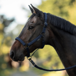 Kantar Busse "Juina"