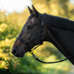 Kantar Busse "Natal"