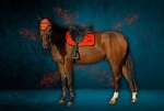 czaprak-equick-colour-orange.jpg