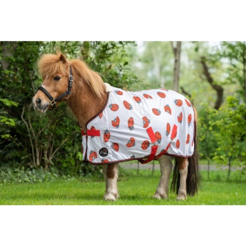 derka-siatkowa-HKM-lady-bug1.jpg