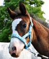 kantar-zrebiecy-start-foal