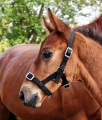 kantar-zrebiecy-start-foal