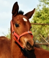 kantar-zrebiecy-start-foal