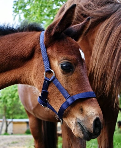 kantar-zrebiecy-start-foal