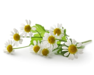 Rumianek kwiat EQUIHERBS 500g