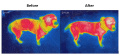 Bucas Therapy Dog Infra Red (1).png