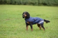 Bucas Therapy Dog Rug (1) (1).jpg