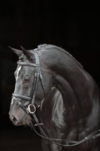 Ogłowie Covalliero "Classic" czarny