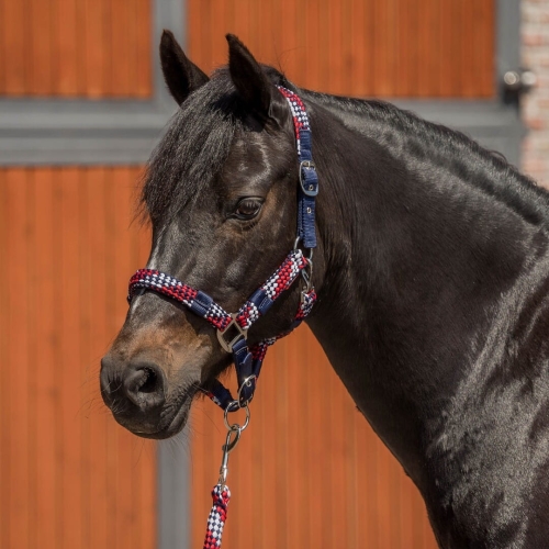 kantar-red-horse-halter-set3 (1).jpg