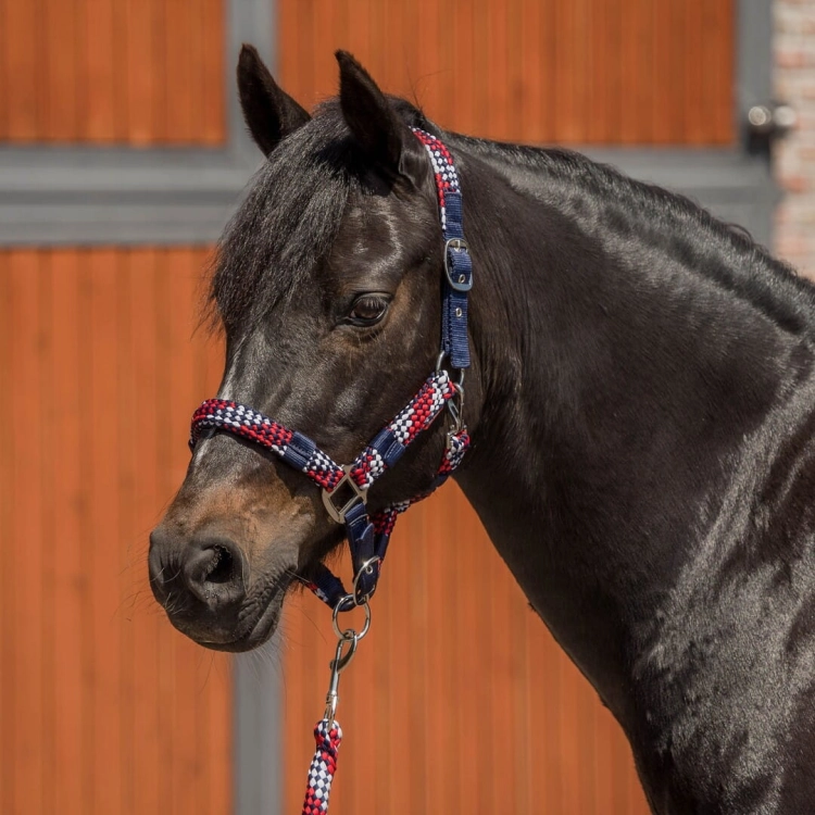 kantar-red-horse-halter-set3 (1).jpg