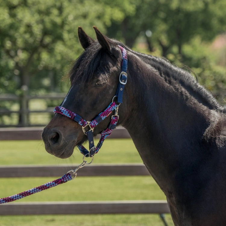 kantar-red-horse-halter-set1 (1).jpg