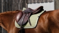 Czaprak Equi Theme Spring5.jpg