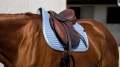 Czaprak Equi Theme Spring15.jpg