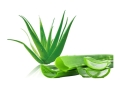 aloes.jpg