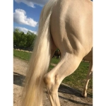 lincoln-szampon-do-koni-siwych-magic-shampoo5.webp
