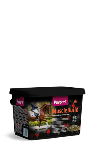 Pavo-MuscleBuild-miesnie-koni.png