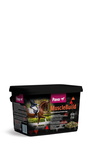 Pavo-MuscleBuild-miesnie-koni.png