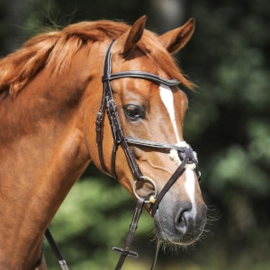 Ogłowie meksykańskie Kavalkade "Diandro" 24h