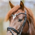 naczolek-kavalkade-empress1.jpg