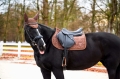 torpol-royal-2.0.jpg