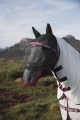 maska-owad-horze-wire-framed-flymask-kon.jpg