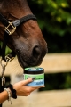 masc-do-chrap-doctor-horse-chrap-go1.jpg