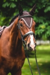 Oglowie-Equestrian-Queen-Ganymede6.jpg