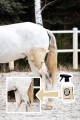 doctor-horse-suchy-szampon.jpg