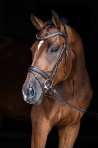 Ogłowie Covalliero "Clincher"