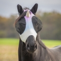 maska-qhp-unicorn.jpg