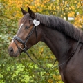 Numerek-startowy-QHP-Heart.jpg