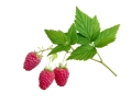 malina-lisc-equiherbs.jpg