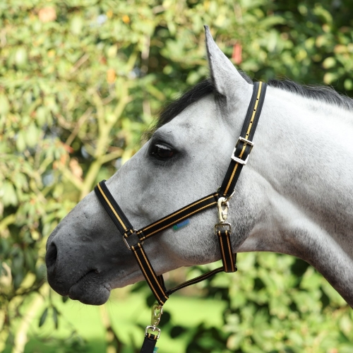 Dublin Halter Black Gold.jpg