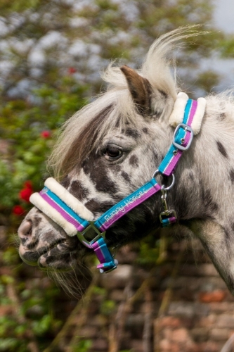kantar-hkm-funny-horses2.jpg