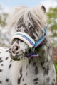 kantar-hkm-funny-horses1.jpg