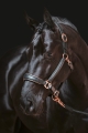 kantar-skorzany-hkm-rosegold1.jpg