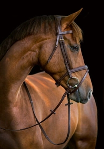 Ogłowie Covalliero "Classic" brąz