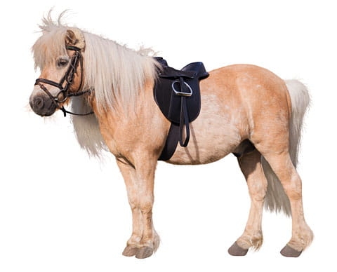Siodło w zestawie Covalliero Pony Economy