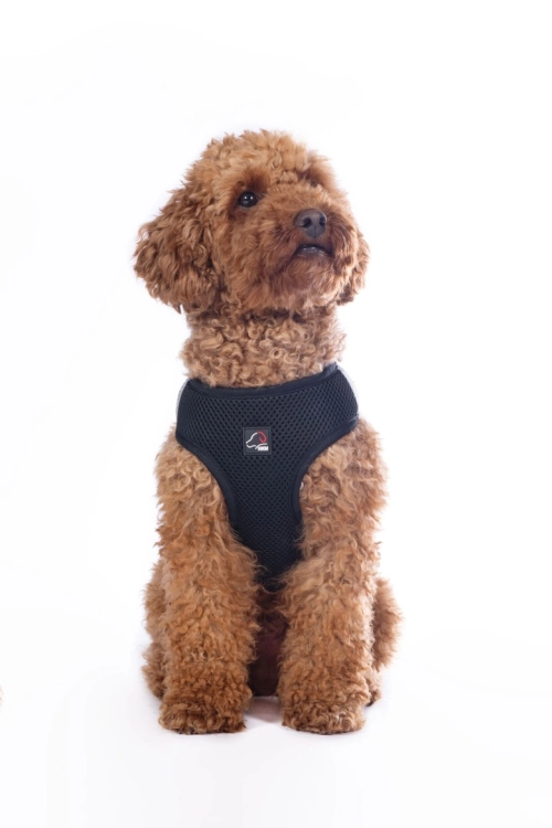 szelki-hkm-buddy-soft15.jpg