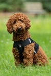 szelki-hkm-buddy-soft13.jpg
