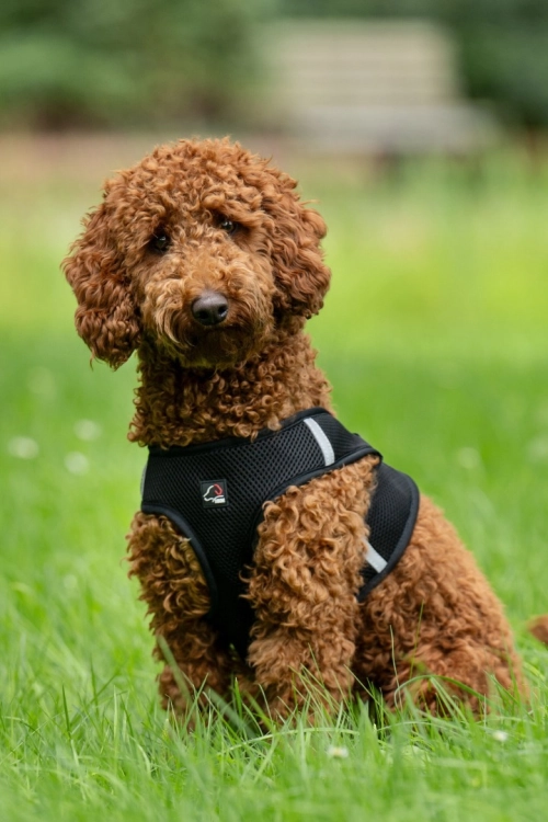 szelki-hkm-buddy-soft13.jpg
